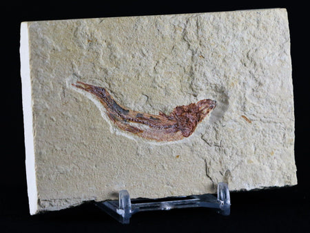 2.2" Scombroclupea Fossil Fish Plate Cretaceous Dinosaur Age Lebanon COA & Stand
