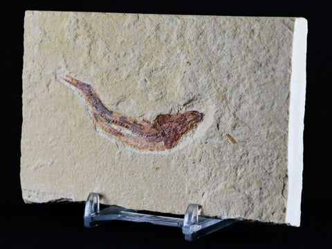 2.2" Scombroclupea Fossil Fish Plate Cretaceous Dinosaur Age Lebanon COA & Stand - Fossil Age Minerals