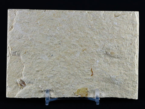2.2" Scombroclupea Fossil Fish Plate Cretaceous Dinosaur Age Lebanon COA & Stand - Fossil Age Minerals
