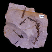 3.6" Detailed Fossil Plant Leafs Metasequoia Dawn Redwood Oligocene Age MT COA
