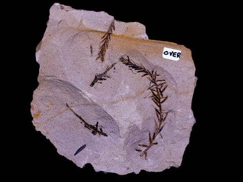 3.6" Detailed Fossil Plant Leafs Metasequoia Dawn Redwood Oligocene Age MT COA - Fossil Age Minerals