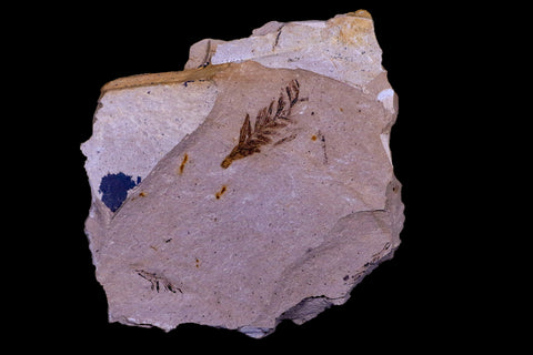 3.6" Detailed Fossil Plant Leafs Metasequoia Dawn Redwood Oligocene Age MT COA - Fossil Age Minerals