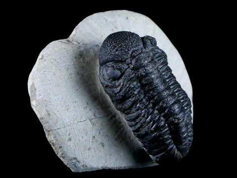 2.2" Morocops Ovatus Trilobite Fossil Morocco Devonian Age 400 Mil Yrs Old COA - Fossil Age Minerals
