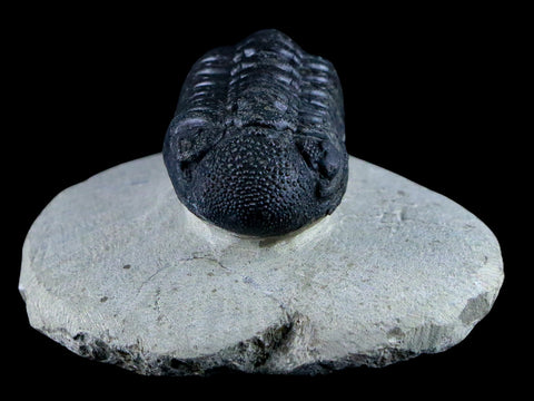 2.2" Morocops Ovatus Trilobite Fossil Morocco Devonian Age 400 Mil Yrs Old COA - Fossil Age Minerals