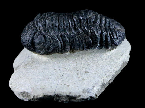 2.2" Morocops Ovatus Trilobite Fossil Morocco Devonian Age 400 Mil Yrs Old COA - Fossil Age Minerals