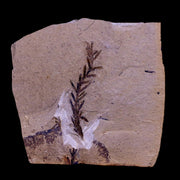 3" Detailed Fossil Plant Leafs Metasequoia Dawn Redwood Oligocene Age MT COA