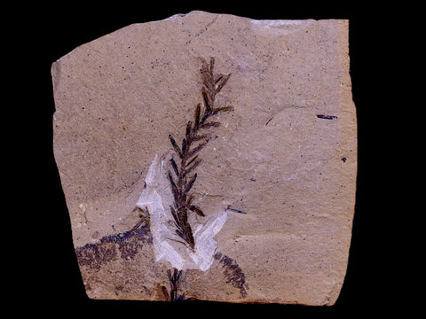3" Detailed Fossil Plant Leafs Metasequoia Dawn Redwood Oligocene Age MT COA - Fossil Age Minerals