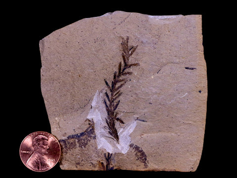 3" Detailed Fossil Plant Leafs Metasequoia Dawn Redwood Oligocene Age MT COA - Fossil Age Minerals