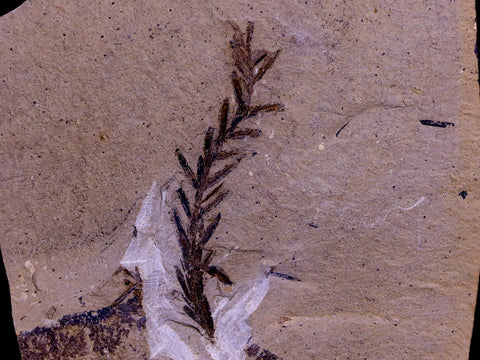 3" Detailed Fossil Plant Leafs Metasequoia Dawn Redwood Oligocene Age MT COA - Fossil Age Minerals