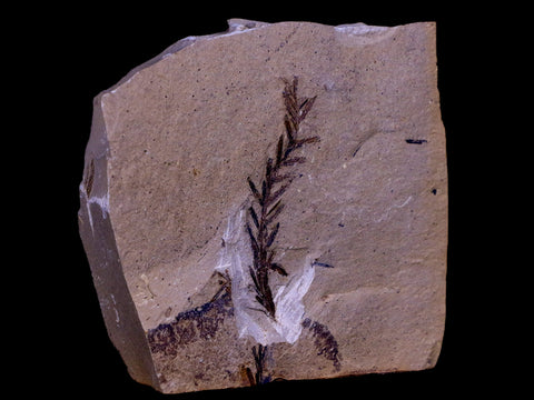 3" Detailed Fossil Plant Leafs Metasequoia Dawn Redwood Oligocene Age MT COA - Fossil Age Minerals