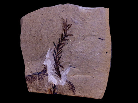 3" Detailed Fossil Plant Leafs Metasequoia Dawn Redwood Oligocene Age MT COA - Fossil Age Minerals