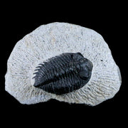 1.5" Coltraenia Oufatenensis Trilobite Fossil Devonian Morocco 400 Mil Yrs Old COA