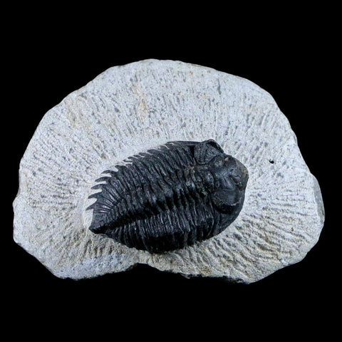 1.5" Coltraenia Oufatenensis Trilobite Fossil Devonian Morocco 400 Mil Yrs Old COA - Fossil Age Minerals