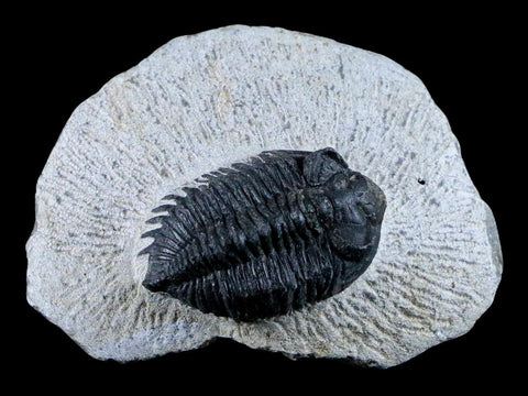 1.5" Coltraenia Oufatenensis Trilobite Fossil Devonian Morocco 400 Mil Yrs Old COA - Fossil Age Minerals