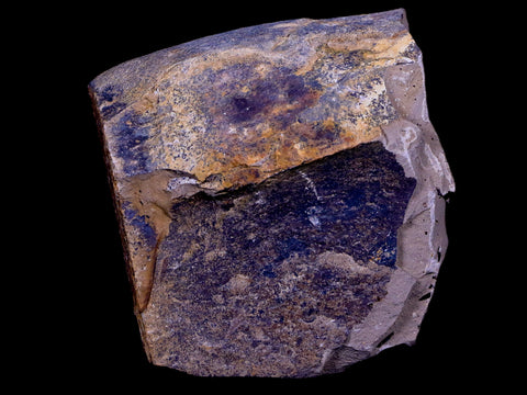 3" Detailed Fossil Plant Leafs Metasequoia Dawn Redwood Oligocene Age MT COA - Fossil Age Minerals