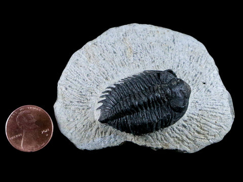 1.5" Coltraenia Oufatenensis Trilobite Fossil Devonian Morocco 400 Mil Yrs Old COA - Fossil Age Minerals