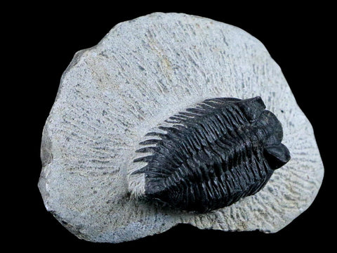 1.5" Coltraenia Oufatenensis Trilobite Fossil Devonian Morocco 400 Mil Yrs Old COA - Fossil Age Minerals