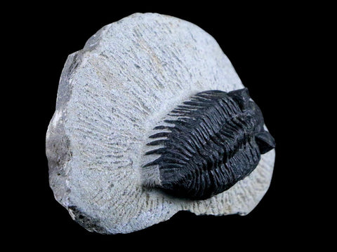 1.5" Coltraenia Oufatenensis Trilobite Fossil Devonian Morocco 400 Mil Yrs Old COA - Fossil Age Minerals