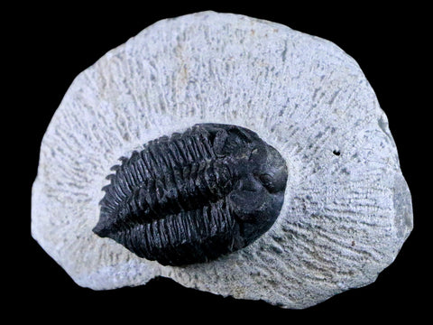 1.5" Coltraenia Oufatenensis Trilobite Fossil Devonian Morocco 400 Mil Yrs Old COA - Fossil Age Minerals