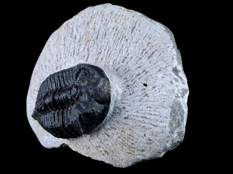 1.5" Coltraenia Oufatenensis Trilobite Fossil Devonian Morocco 400 Mil Yrs Old COA - Fossil Age Minerals