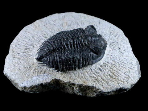 1.5" Coltraenia Oufatenensis Trilobite Fossil Devonian Morocco 400 Mil Yrs Old COA - Fossil Age Minerals