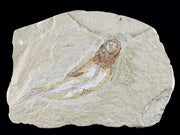 2.3" Scombroclupea Fossil Fish Plate Cretaceous Dinosaur Age Lebanon COA