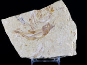 2.6" Scombroclupea Fossil Fish Plate Cretaceous Dinosaur Age Lebanon COA & Stand