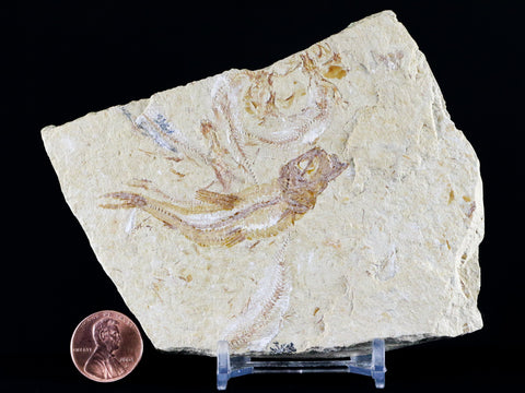 2.6" Scombroclupea Fossil Fish Plate Cretaceous Dinosaur Age Lebanon COA & Stand - Fossil Age Minerals