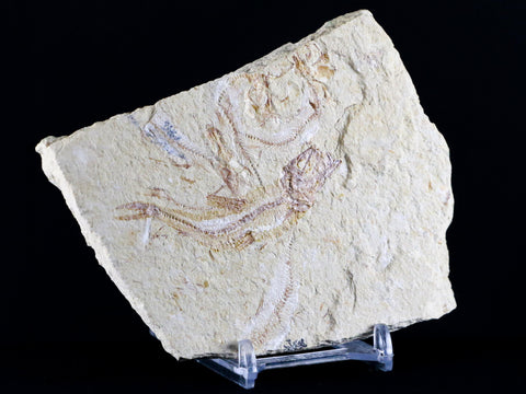 2.6" Scombroclupea Fossil Fish Plate Cretaceous Dinosaur Age Lebanon COA & Stand - Fossil Age Minerals