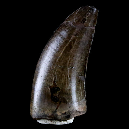 1.6" Tyrannosaur Serrated Fossil Tooth Cretaceous Dinosaur Judith River FM MT COA