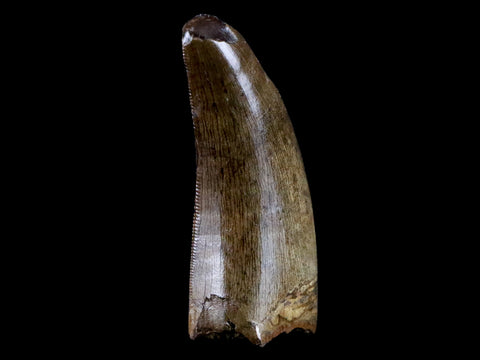 1.5" Tyrannosaur Serrated Fossil Tooth Cretaceous Dinosaur Judith River FM MT COA - Fossil Age Minerals
