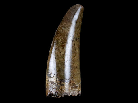 1.5" Tyrannosaur Serrated Fossil Tooth Cretaceous Dinosaur Judith River FM MT COA - Fossil Age Minerals