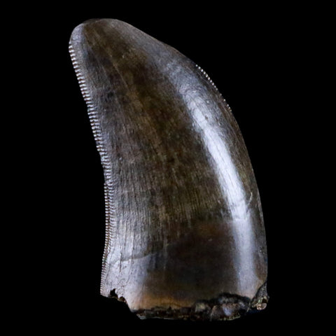 1.2" Tyrannosaur Serrated Fossil Tooth Cretaceous Dinosaur Judith River FM MT COA - Fossil Age Minerals
