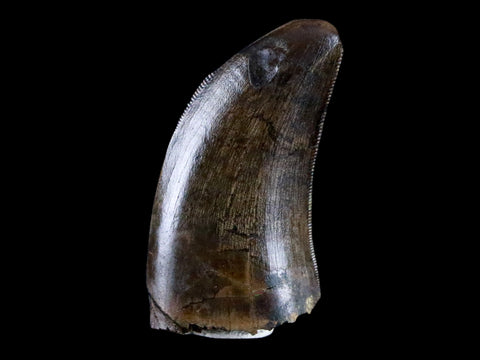 1.2" Tyrannosaur Serrated Fossil Tooth Cretaceous Dinosaur Judith River FM MT COA - Fossil Age Minerals