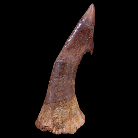 2.5" Sawfish Fossil Tooth Barb Onchopristis Numidus Cretaceous Dinosaur Era COA - Fossil Age Minerals