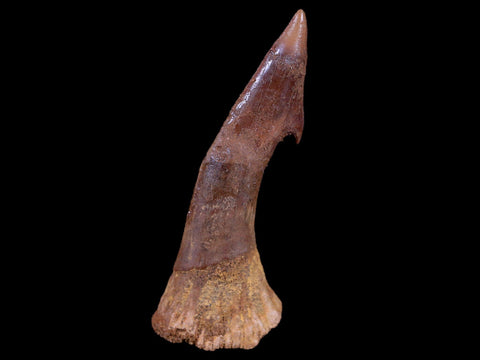 2.5" Sawfish Fossil Tooth Barb Onchopristis Numidus Cretaceous Dinosaur Era COA - Fossil Age Minerals