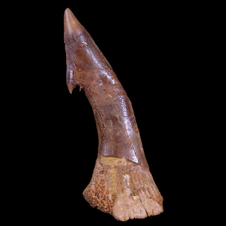 2.5" Sawfish Fossil Tooth Barb Onchopristis Numidus Cretaceous Dinosaur Era COA
