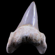 2.3" Otodus Obliquus Shark Fossil Tooth Specimen Oued Zem Morocco COA