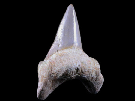2.3" Otodus Obliquus Shark Fossil Tooth Specimen Oued Zem Morocco COA