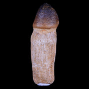 3.2" Globidens Mosasaur Fossil Tooth Root Cretaceous Dinosaur Era COA & Stand