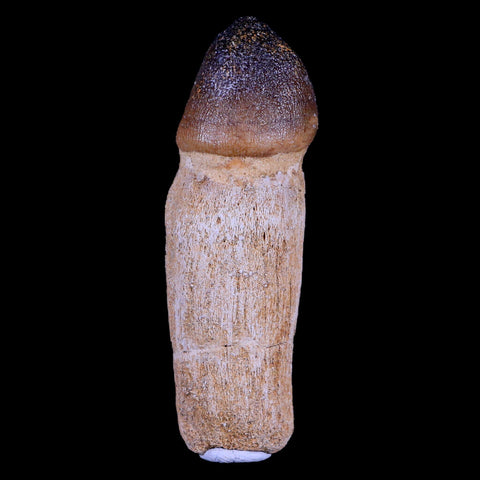 3.2" Globidens Mosasaur Fossil Tooth Root Cretaceous Dinosaur Era COA & Stand - Fossil Age Minerals