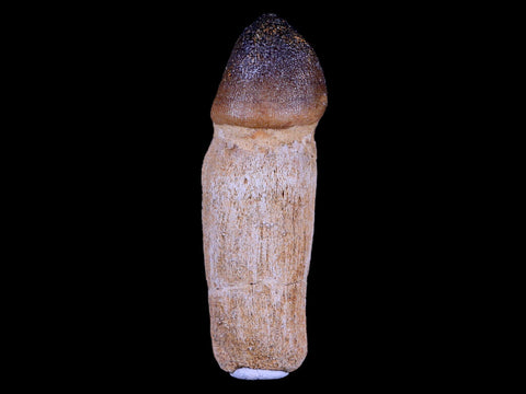 3.2" Globidens Mosasaur Fossil Tooth Root Cretaceous Dinosaur Era COA & Stand - Fossil Age Minerals