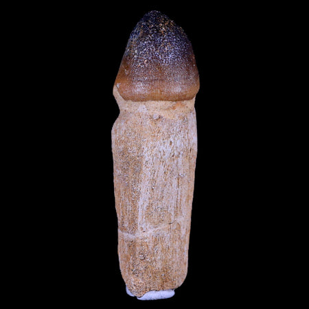 3.2" Globidens Mosasaur Fossil Tooth Root Cretaceous Dinosaur Era COA & Stand