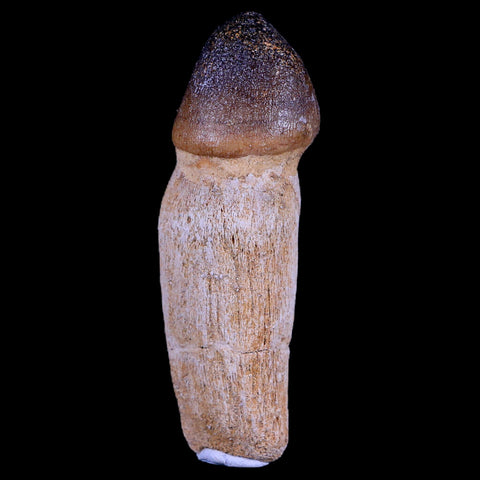 3.2" Globidens Mosasaur Fossil Tooth Root Cretaceous Dinosaur Era COA & Stand - Fossil Age Minerals