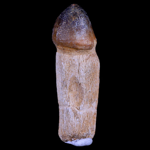 3.2" Globidens Mosasaur Fossil Tooth Root Cretaceous Dinosaur Era COA & Stand - Fossil Age Minerals