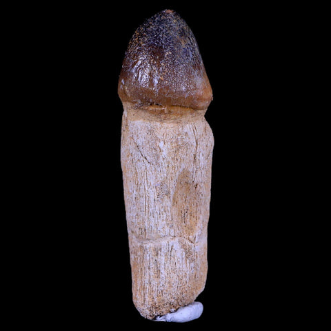 3.2" Globidens Mosasaur Fossil Tooth Root Cretaceous Dinosaur Era COA & Stand - Fossil Age Minerals