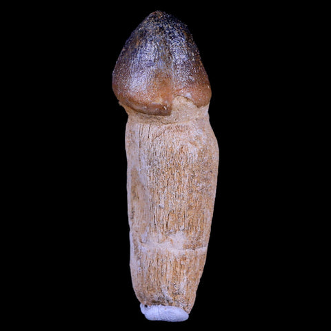 3.2" Globidens Mosasaur Fossil Tooth Root Cretaceous Dinosaur Era COA & Stand - Fossil Age Minerals