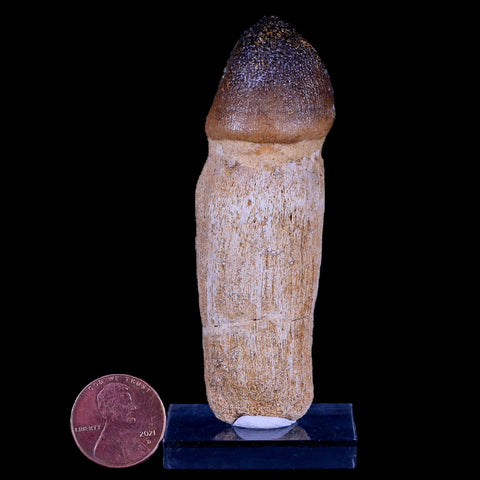 3.2" Globidens Mosasaur Fossil Tooth Root Cretaceous Dinosaur Era COA & Stand - Fossil Age Minerals