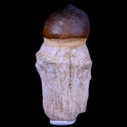 2.9" Globidens Mosasaur Fossil Tooth Root Cretaceous Dinosaur Era COA & Stand