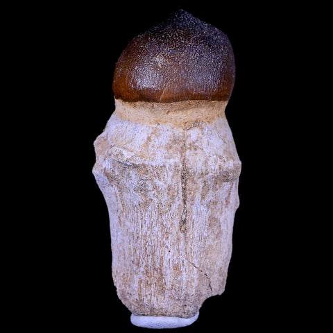 2.9" Globidens Mosasaur Fossil Tooth Root Cretaceous Dinosaur Era COA & Stand - Fossil Age Minerals